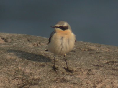 Stenskvtta - Northern Wheatear (Oenanthe oenanthe)