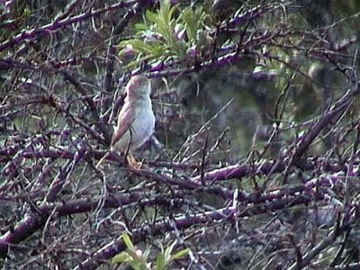 kensngare - Desert Warbler (Sylvia nana)