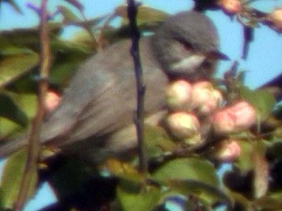 Rdsngare - Subalpine Warbler (Sylvia cantillans sp.)
