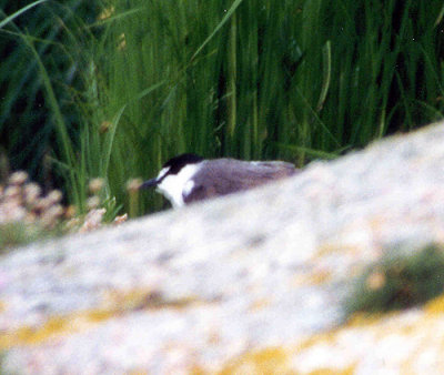 Tygeltrna - Bridled Tern (Sterna anaethetus)