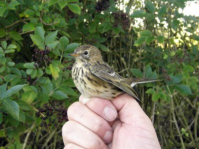 Ängspiplärka - Meadow Pipit (Anthus pratensis)