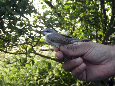 Ärtsångare - Lesser whitethroat (Sylvia curruca)