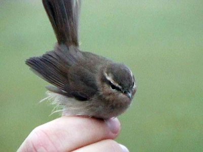 Brunsångare - Dusky Warbler (Phylloscopus fuscatus)