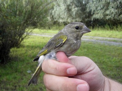 Grönfink - European Greenfinch (Carduelis chloris)
