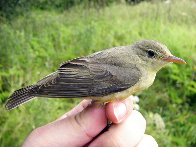 Härmsångare - Icterine Warbler (Hippolais icterina)