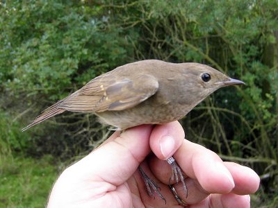 Näktergal - Thrush Nightingale (Luscinia luscinia)