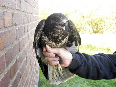 Ormvråk - Buzzard (Buteo buteo)