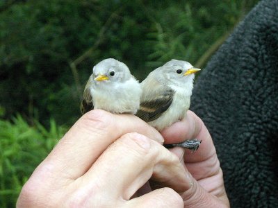 Pungmes - Penduline Tit (Remiz pendulinus)