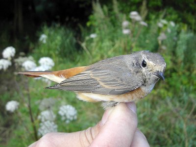 Rödstjärt - Common Redstart (Phoenicurus phoenicurus)