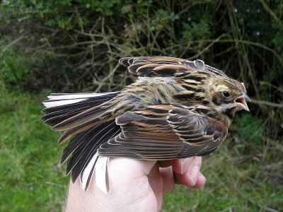 Sävsparv - Reed Bunting (Emberiza schoeniclus)