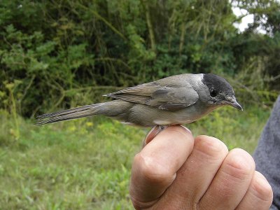 Svarthätta - Blackcap (Sylvia atricapilla)