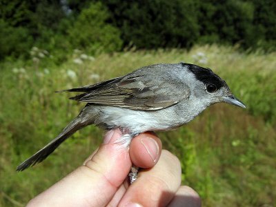 Svarthätta - Blackcap (Sylvia atricapilla)