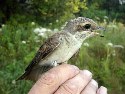 Törnskata - Red-backed Shrike (Lanius collurio)