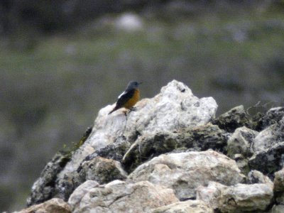 Stentrast - Rufous-tailed Rock Thrush (Monticola saxatilis)