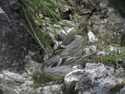 Citronsiska - Citril Finch (Serinus citrinella)