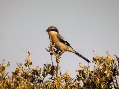 kenvarfgel - Iberian Grey Shrike (Lanius meridionalis)