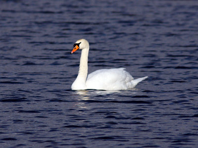 Knlsvan - Mute Swan (Cygnus olor)