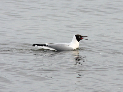 Skrattmås - Black-headed Gull (Larus ridibundus)