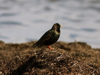 Stare - Common Starling (Sturnus vulgaris)