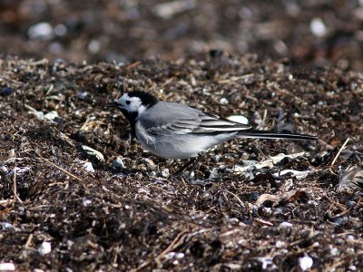 Sädesärla - White Wagtail (Motacilla alba)