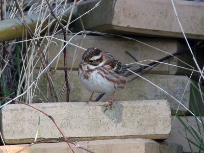 Videsparv - Rustic Bunting (Emberiza rustica)