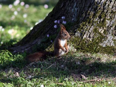 Rd ekorre - Eurasian red squirrel (Sciurus vulgaris)