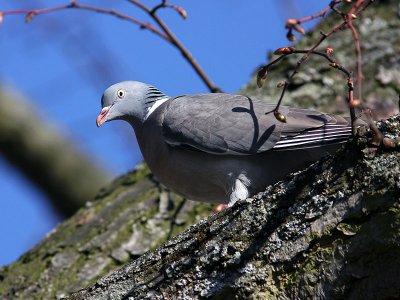 Ringduva - Common Wood Pigeon (Columba palumbus)