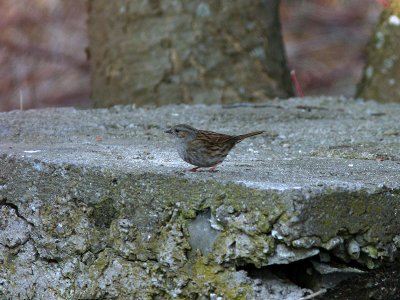 Järnsparv - Dunnock (Prunella modularis)