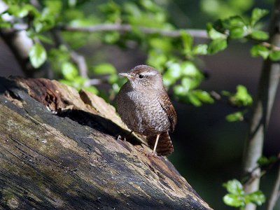 Grdsmyg - Eurasian Wren (Troglodytes troglodytes)