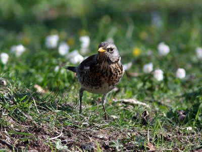 Björktrast - Fieldfare (Turdus Pilaris)
