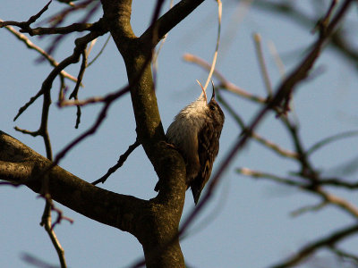 Trdgrdstrdkrypare - Short-toed Treecreeper (Certhia brachydactyla)