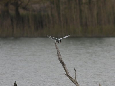 Fisktärna - Common Tern (Sterna hirundo)