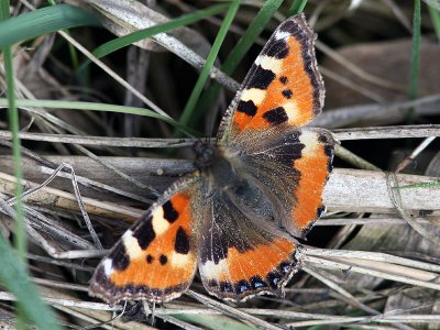 Nsselfjril - Small Tortoiseshell (Aglais urticae)