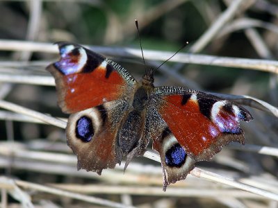 Pfgelga - Peacock (Inachis io)