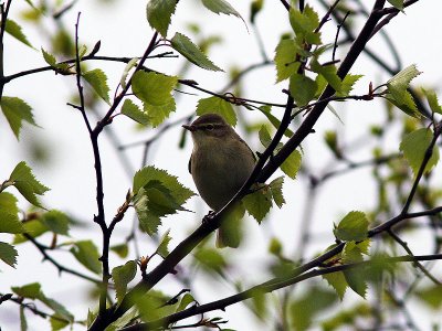 Lvsngare - Willow Warbler (Phylloscopus trochilus)