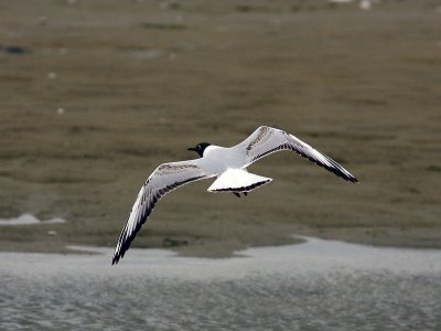 Skrattmås - Black-headed Gull (Larus ridibundus)