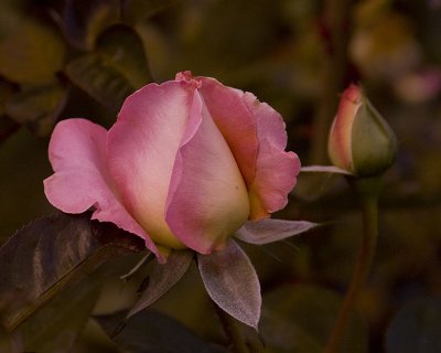 Rose Original