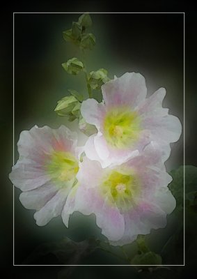 Hollyhocks Version 1