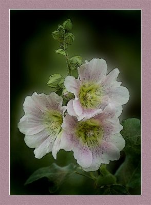 Hollyhocks Version 3