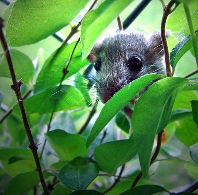 Little mouse peeking out of the bushes...