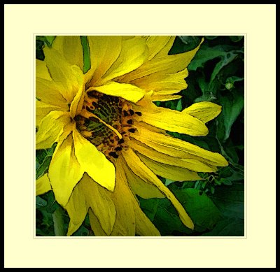 Sunflower Version 1