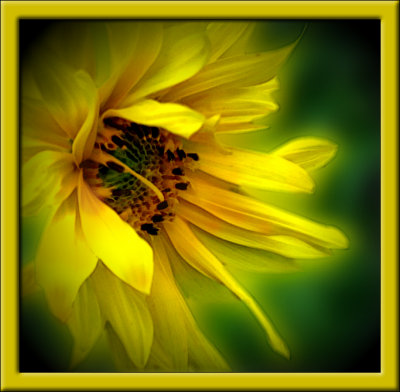 Sunflower Version 3