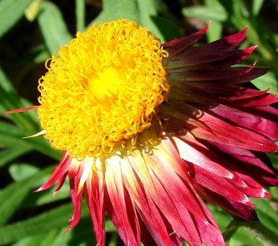 Strawflower.jpg