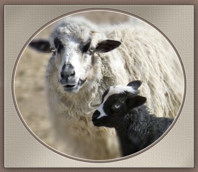 Spring Lamb Version 3