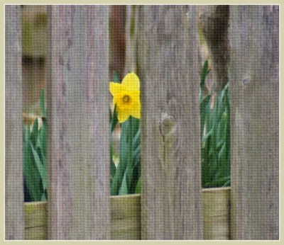 Dafodil Peeking Through the Fence