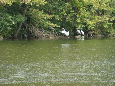 Migrating Egrets Original