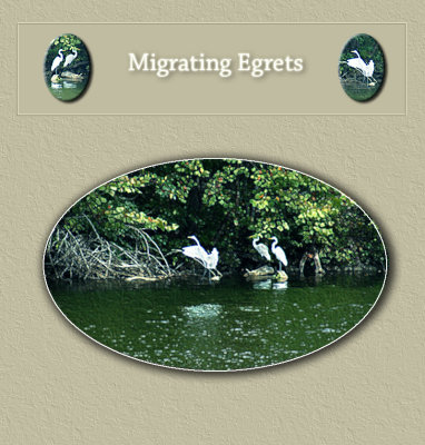 Migrating Egrets Version 3