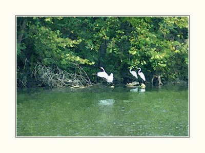 Migrating Egrets Version 2