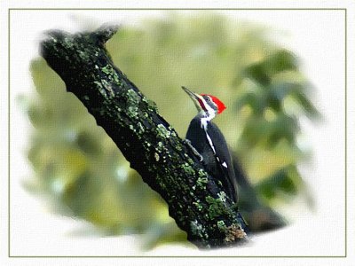 Pileated Woodpecker Version 3