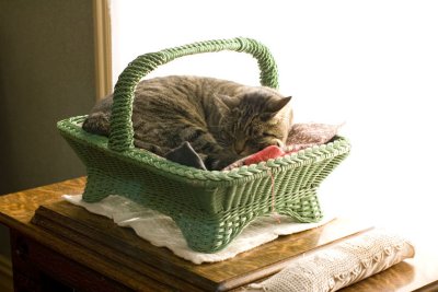 Cat in a Basket Original